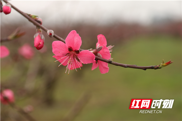 阳春三月，气温回升，春暖花开，永州市道县清塘镇大坪铺农场的千亩连片桃花陆续绽放，美不胜收。