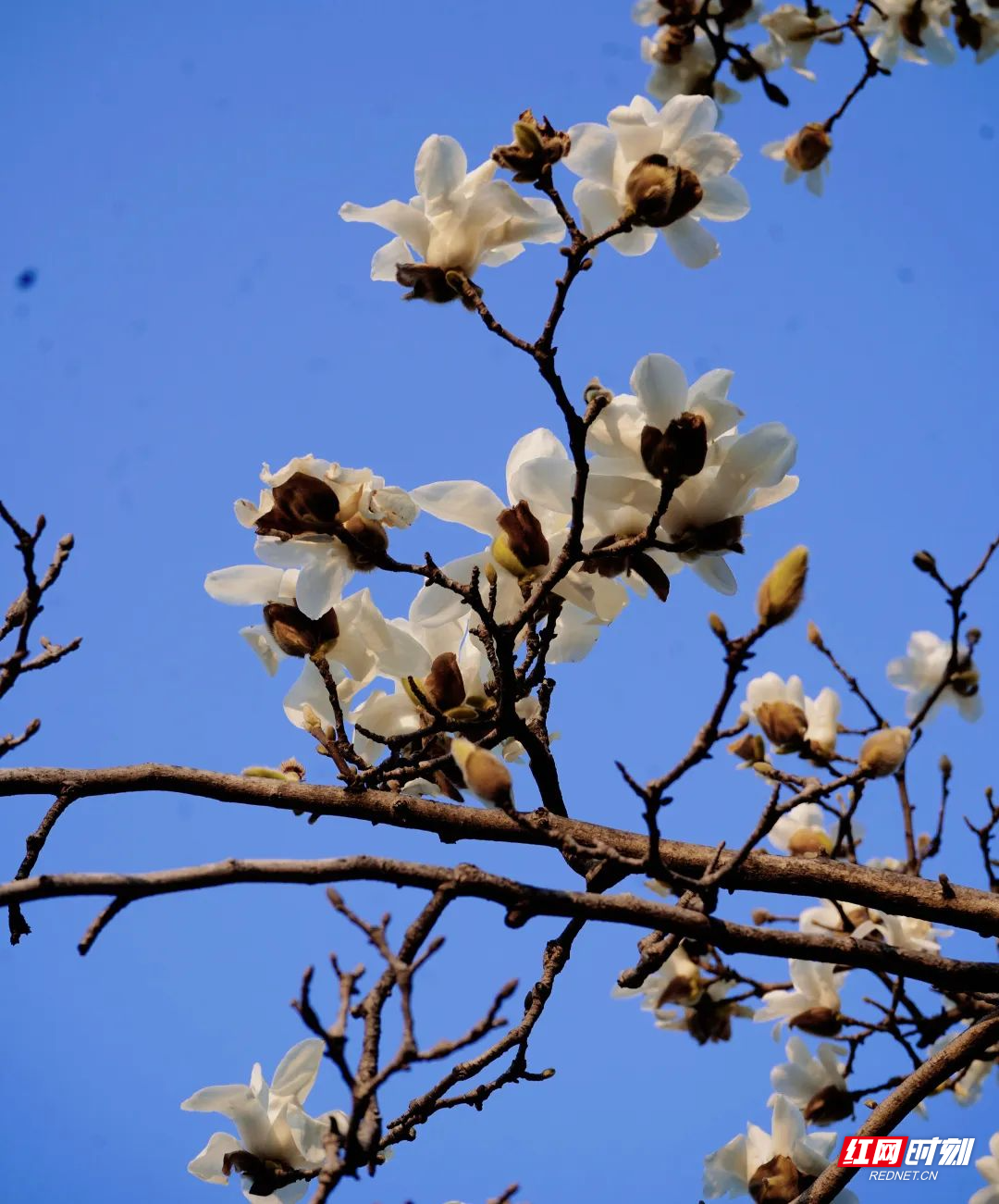 白玉兰
属性：木兰科
花语：纯洁高尚
观赏地点：滨湖路南门