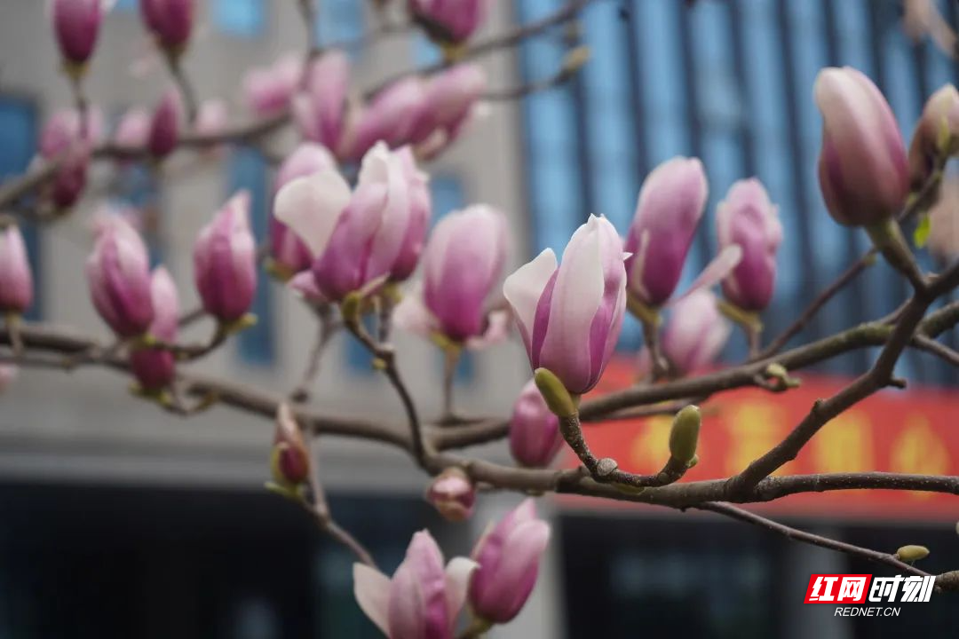 二乔玉兰
属性：木兰科
花语：高贵高雅
观赏地点：逸夫楼门前