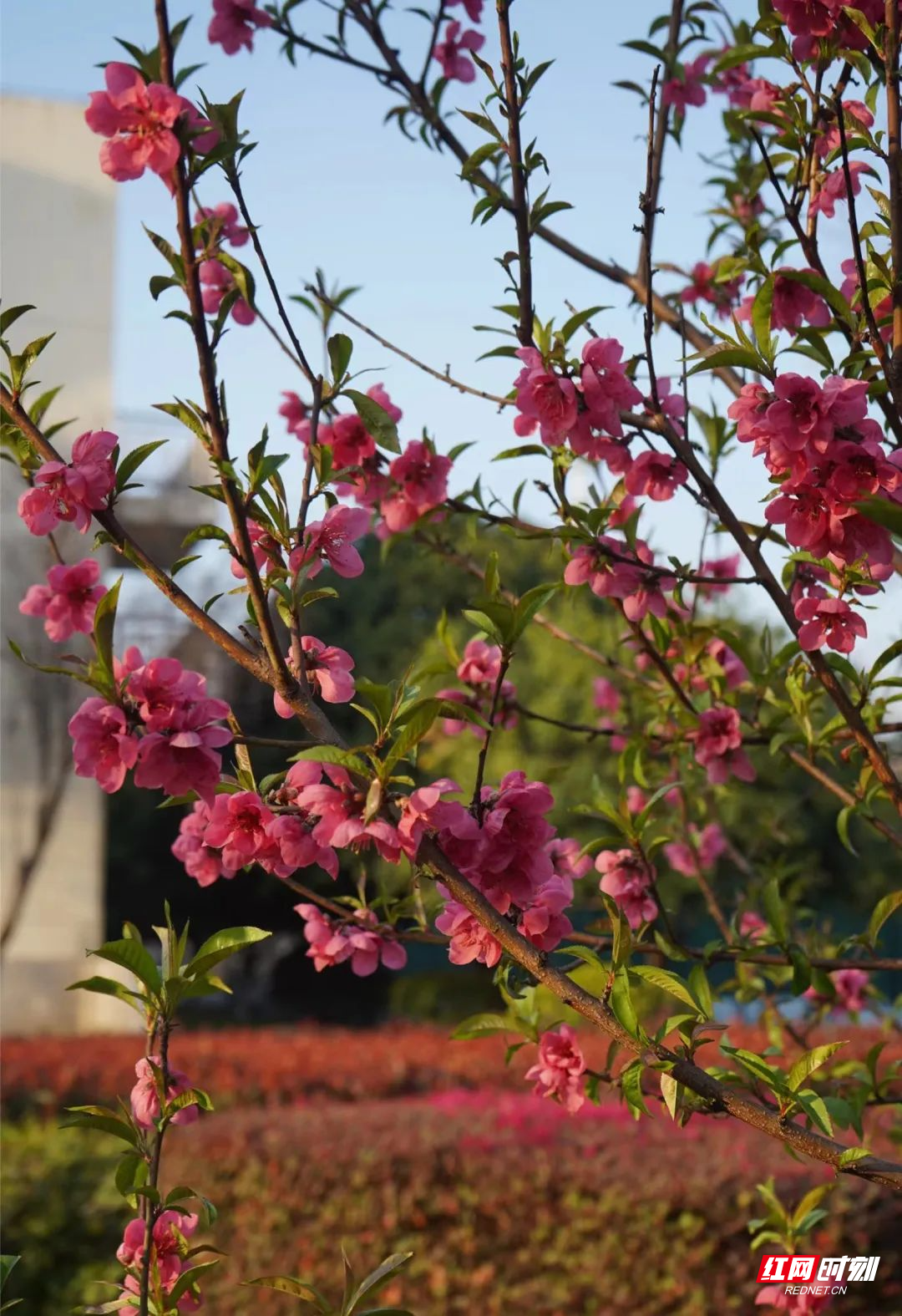 碧桃
属性：蔷薇科
花语：消除仇恨
观赏地点：体育馆前、图书馆右侧