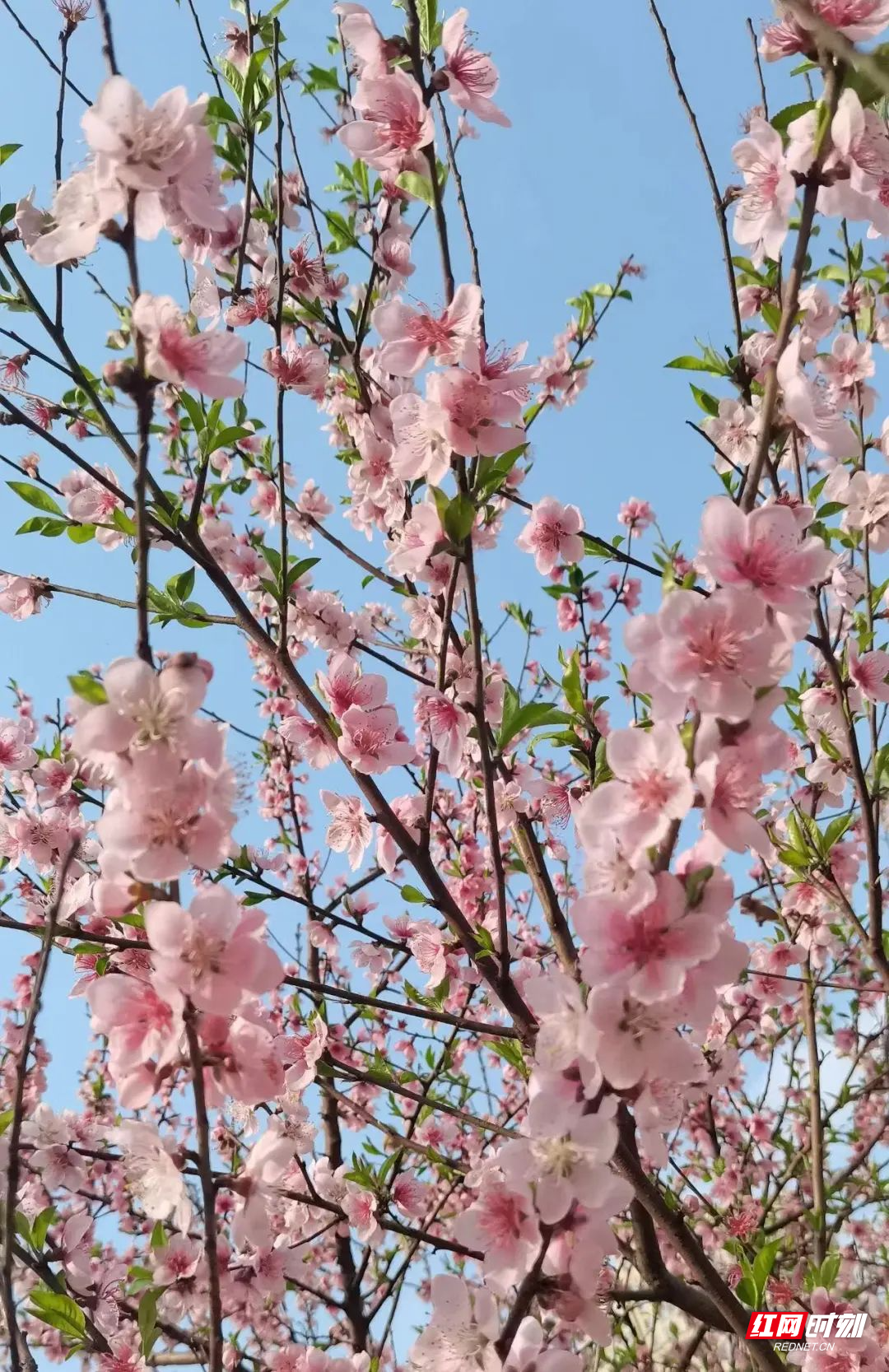 桃花
属性：蔷薇科
花语：桃李满天下
观赏地点：第二实验楼