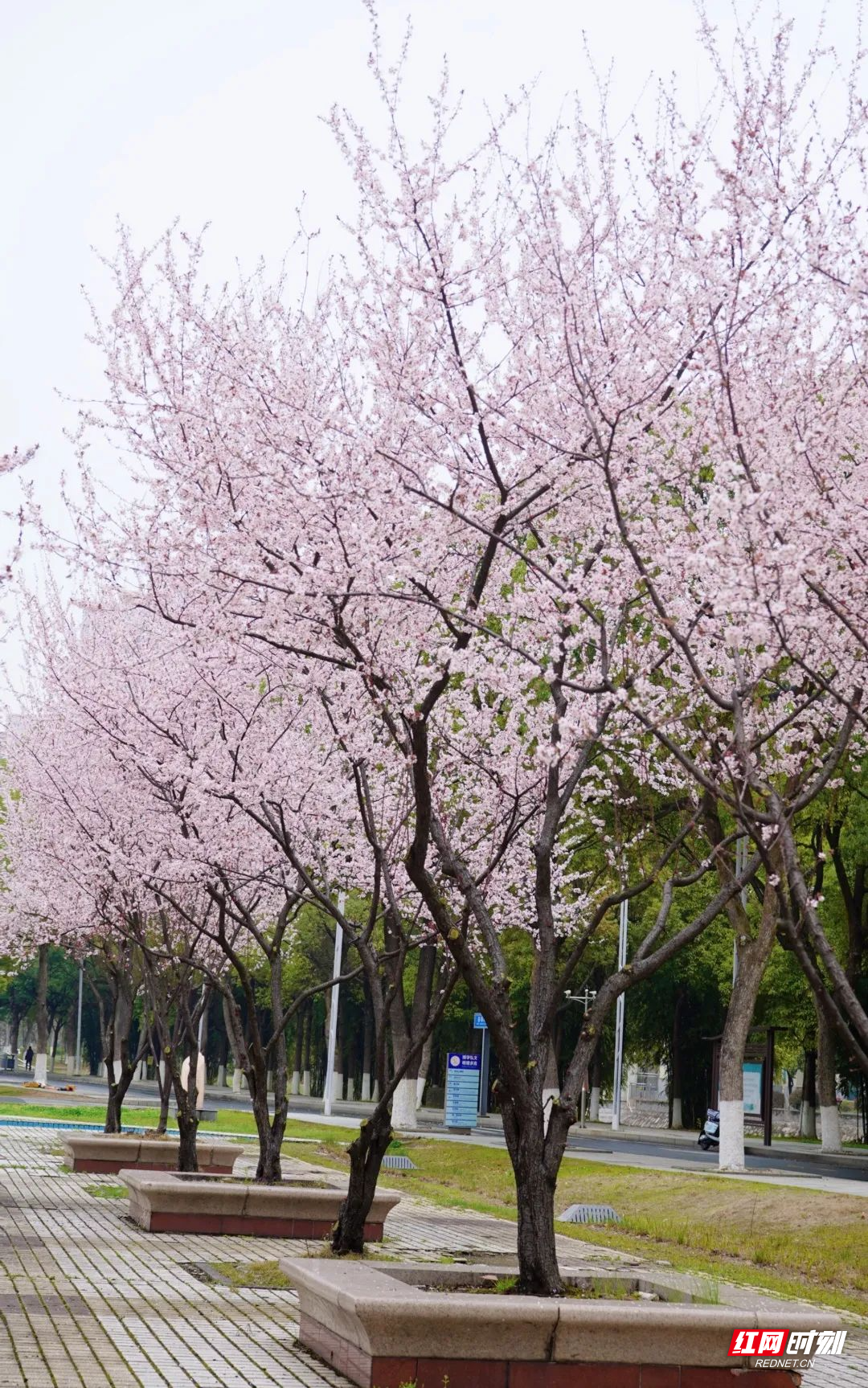 紫叶李
属性：蔷薇科
花语：幸福、积极向上
观赏地点：第三教学楼、滴翠路