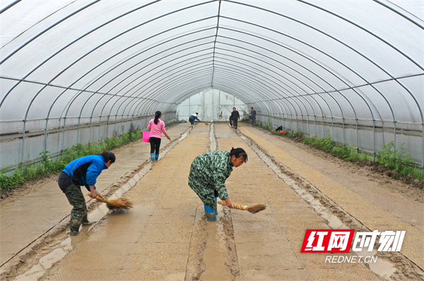农民在大棚里育水稻秧苗。