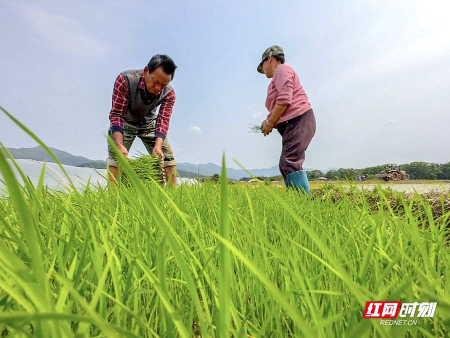 近日，双牌县泷泊镇樟古寺村的农户们在乡村振兴帮扶工作队的带领下深入田间地头农作，掀起了春耕备耕的热潮。