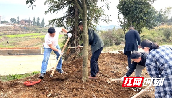 新化县洋溪镇村干部在新范溪村开展义务植树活动。