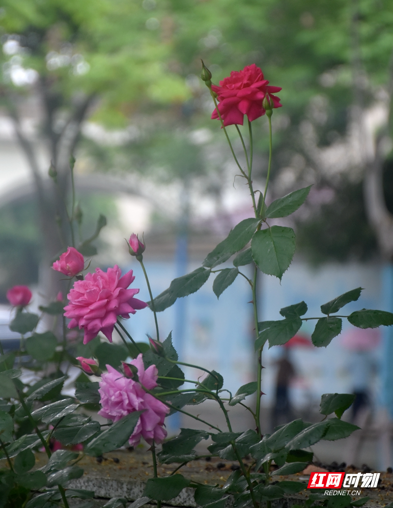 眼下，常德滨湖公园的各种月季花开正艳，一团团、一簇簇的，沐浴着微风，花香四溢，吸引了众多市民前来公园打卡。