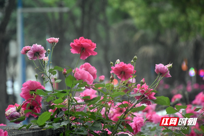 眼下，常德滨湖公园的各种月季花开正艳，一团团、一簇簇的，沐浴着微风，花香四溢，吸引了众多市民前来公园打卡。