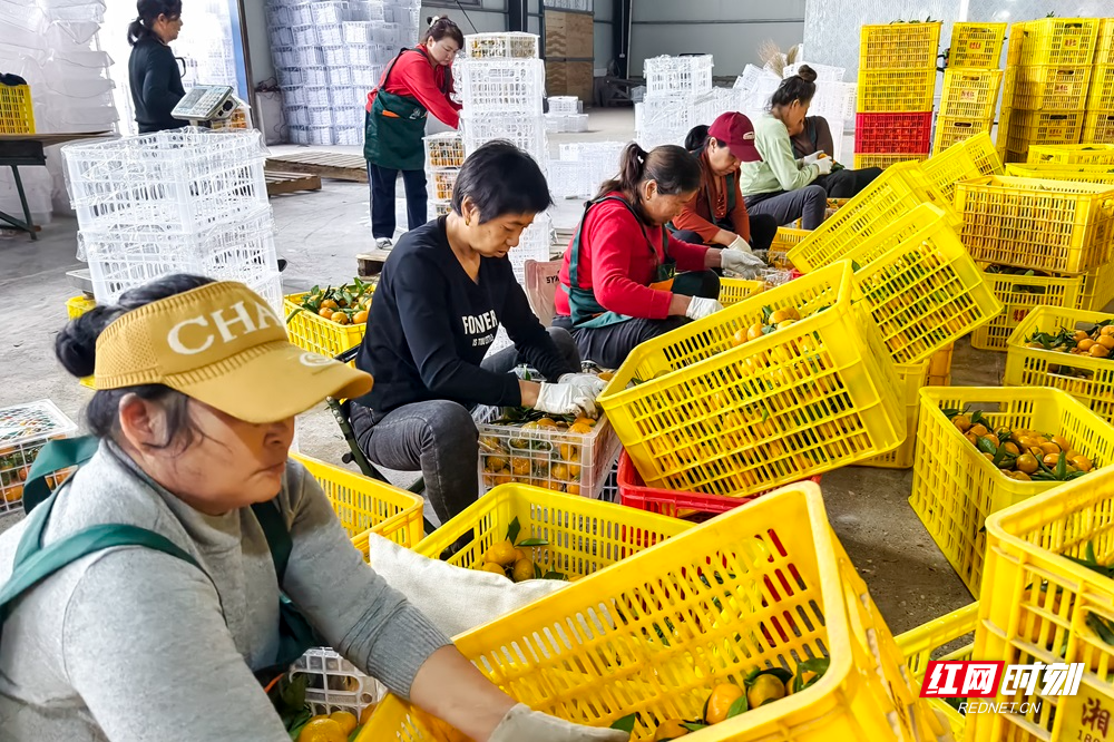 在秀坪园艺场自由拍摄橘园风光、体验采橘游。罗振民 摄