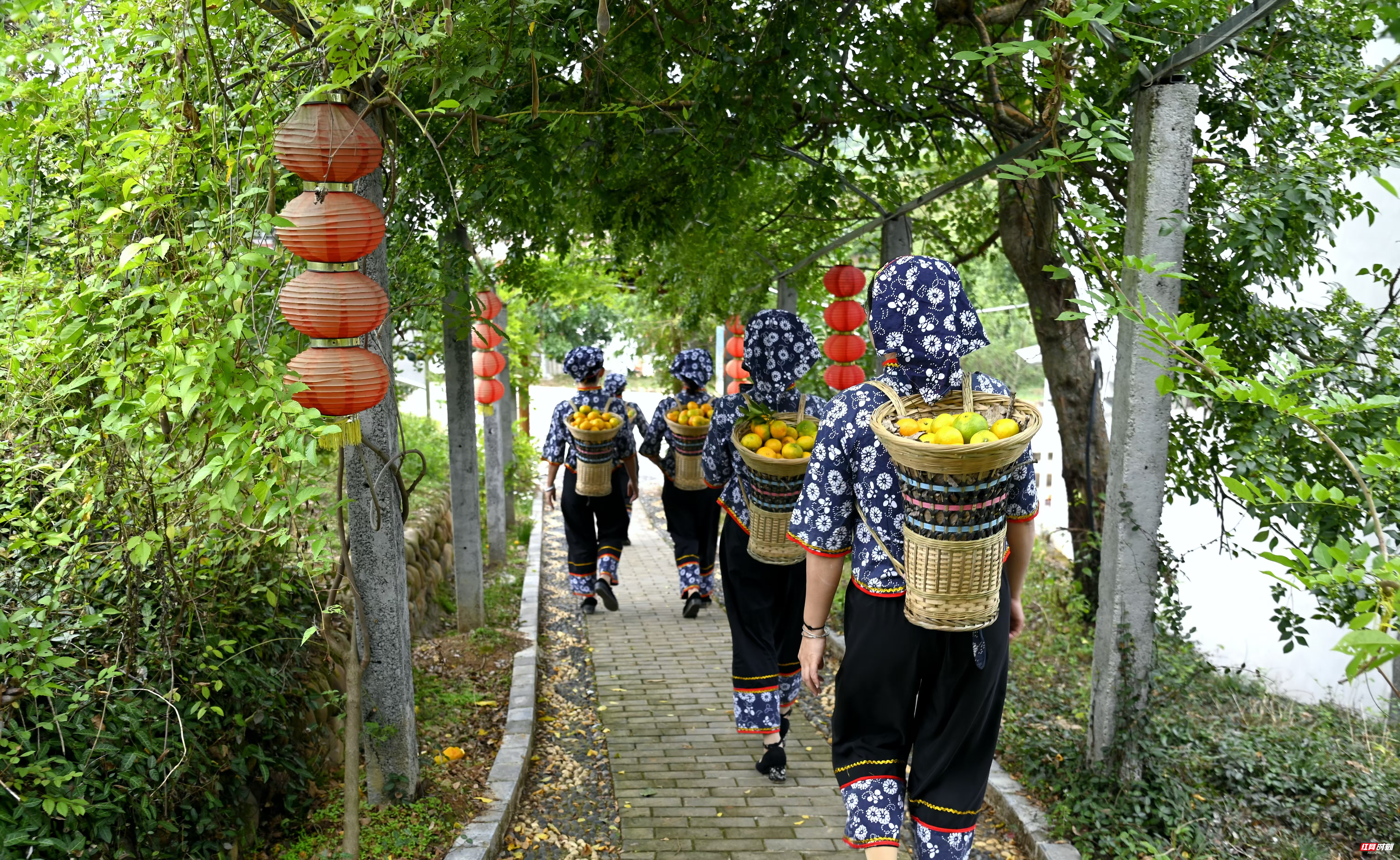 在秀坪园艺场自由拍摄橘园风光、体验采橘游。龚志华 摄