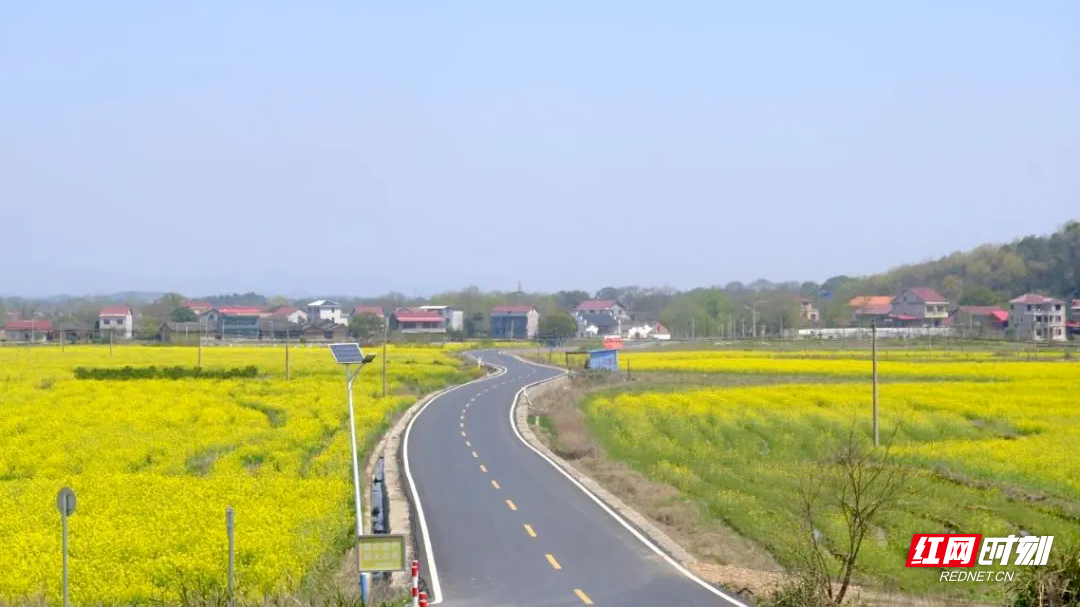 杉木桥村油菜花田