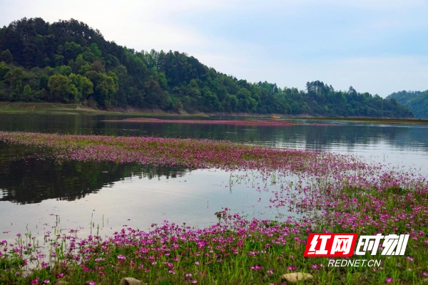 浅水流芳花似海 龙湾湿地春意浓