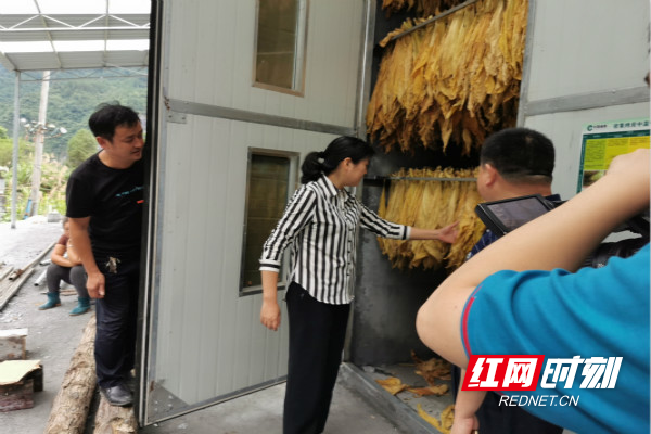 杨彦芳到古阳镇调度指导脱贫质量"回头看"问题整改,防汛抗灾,产业发展
