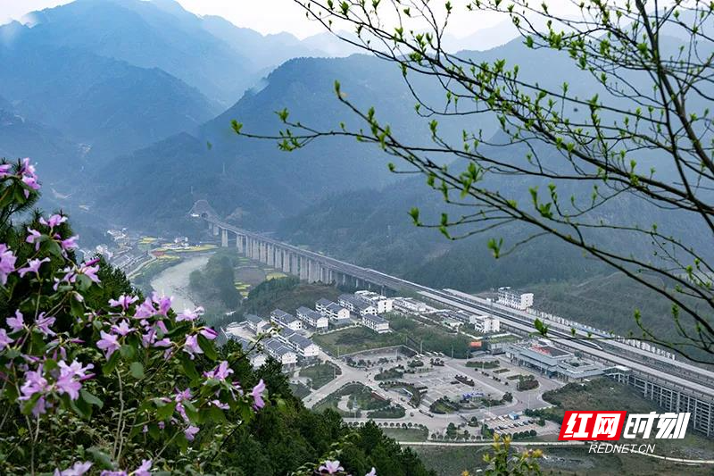 正值百花盛开的季节,怀化市溆浦县北斗溪镇的油菜花,野生杜鹃花盛开