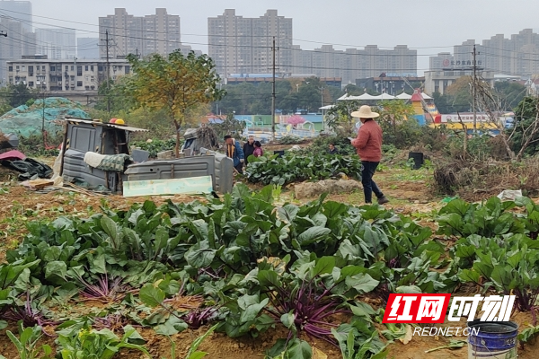 图片1_副本.jpg