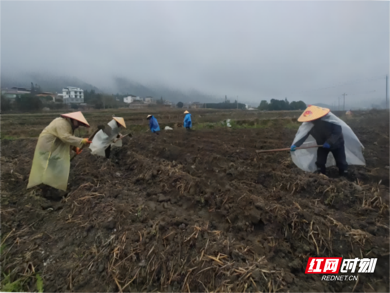 沙田镇军规红产业园内，村民正在整理翻耕好的土地。（郭建东 摄）