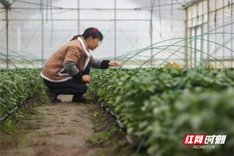 欣荣农业育种员正在检查种苗生长情况。（黄宇航 摄）