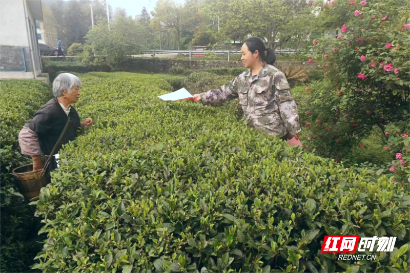 李秀玲向正在采茶的老百姓宣传森林防火政策。（桥头乡 供图））
