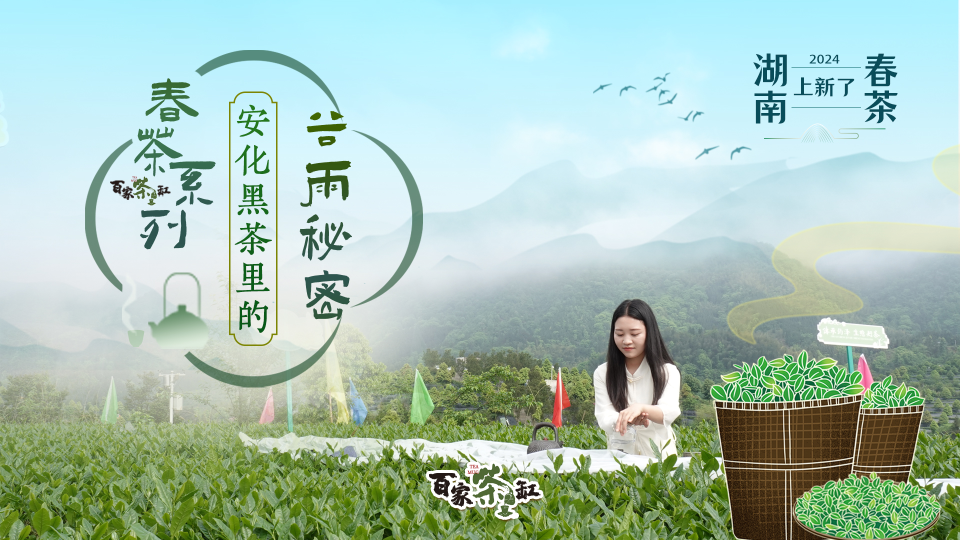 湖南春茶系列报道丨安化黑茶里的谷雨秘密
