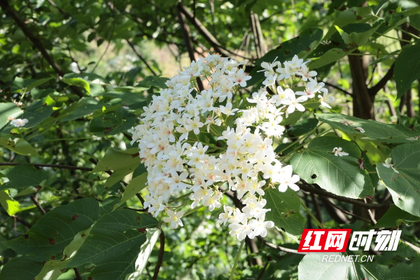 威溪乡：木油桐花开纷飞“雪”1.jpg