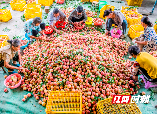 2024年5月26日，在湖南省永州市道县大坪铺农场，农民在分拣装框桃子。 (2).jpg