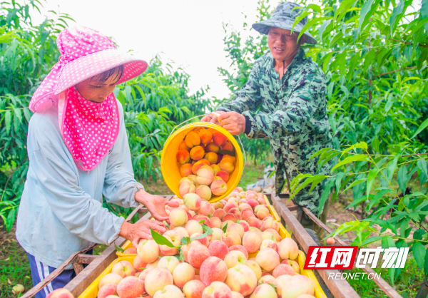 2024年5月26日，在湖南省永州市道县大坪铺农场，农民在收获桃子。 (4).jpg