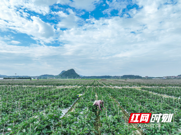 2024年5月26日，在湖南省永州市道县清塘镇室家村，农民在采收茄子。 (2).jpg