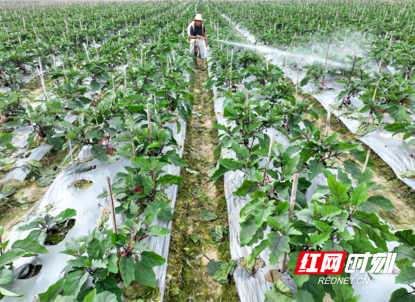 2024年5月26日，在湖南省永州市道县清塘镇室家村，农民在管护茄子。 (2).jpg