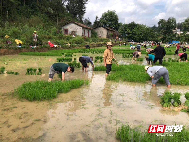 蛟龙村开展水稻集中育秧_副本.jpg