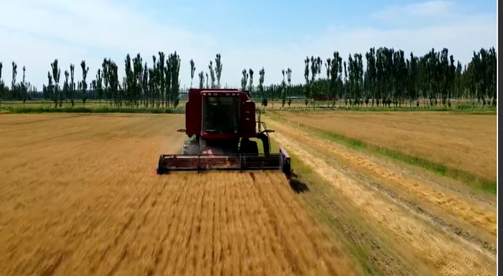 万人说新疆|机械化收麦子让农民省力又省心