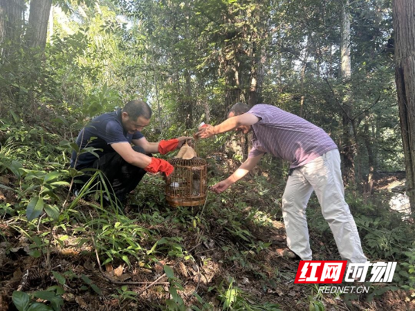 “丑小鸟”变身“大眼萌” 城步救助一只国家二级保护动物角鸮放归大自然2.jpg