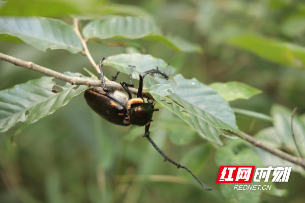 城步：放生国家二级保护动物阳彩臂金龟回归大自然2.jpg