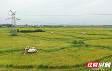 岳阳县：15000台农机助力43.5万亩早稻收割