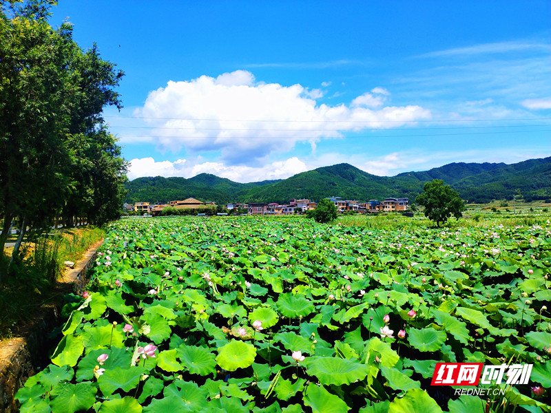 金山村莲基地_副本_副本.jpg