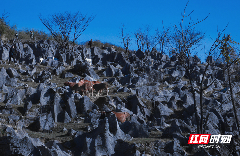 优秀奖《怪石嶙峋》作者：陈兴波