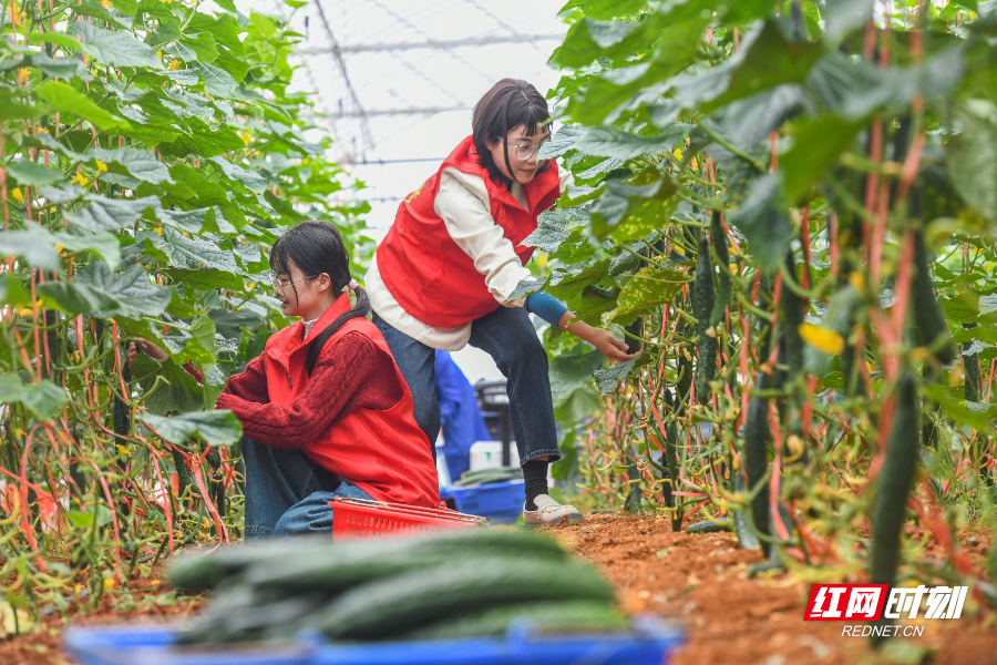 2024年10月28日，湖南省永州市道县白马渡镇东山智慧水稻产业中心大棚内，农业服务中心志愿者在采摘黄瓜。 (9).jpg