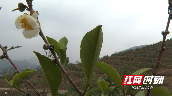 城步：金秋时节秋辅忙 乡村振兴添活力1.jpg