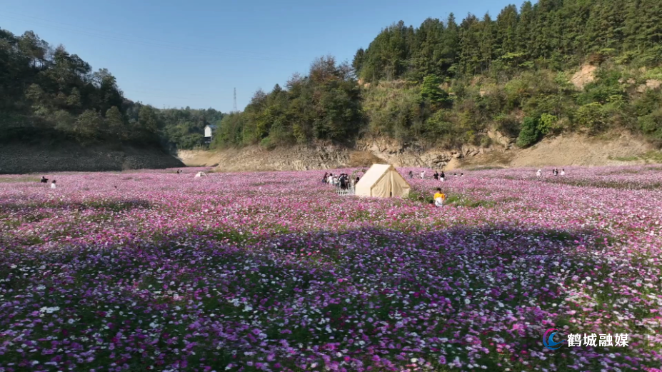 怀化市鹤城区：峡谷格桑花儿开 美景如画引游人（半成品）.mp4_20241101_154304.826.jpg