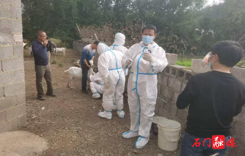 蒙泉镇:对牛羊养殖企业启动采检1.jpg 蒙泉镇:对牛羊养殖企业启动采检1.jpg