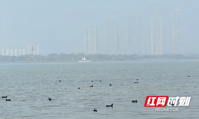 “顶流”来了！首批越冬候鸟飞抵松雅湖