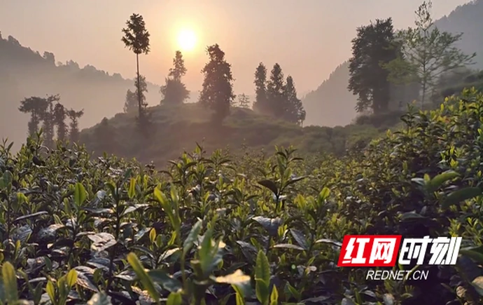 古丈红茶：茶乡大地上的“红色”名片