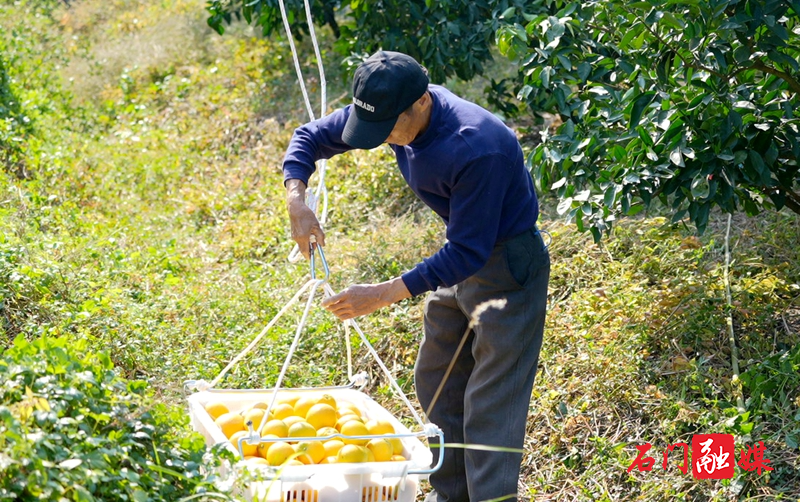 新铺镇中河铺村:科技助农 让脐橙“飞”下山1.jpg 新铺镇中河铺村:科技助农 让脐橙“飞”下山1.jpg