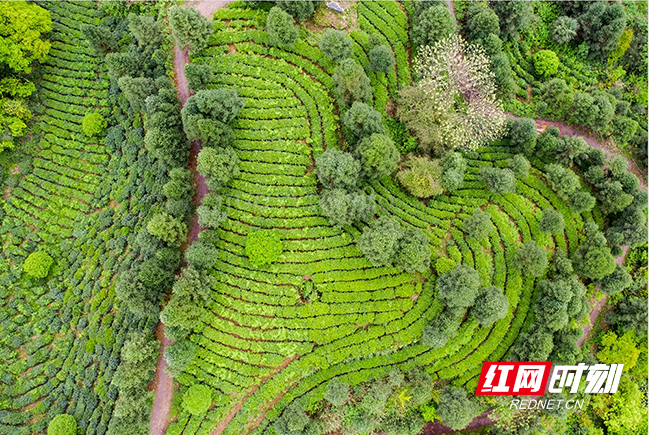 清浪乡的茶园。资料图.jpg