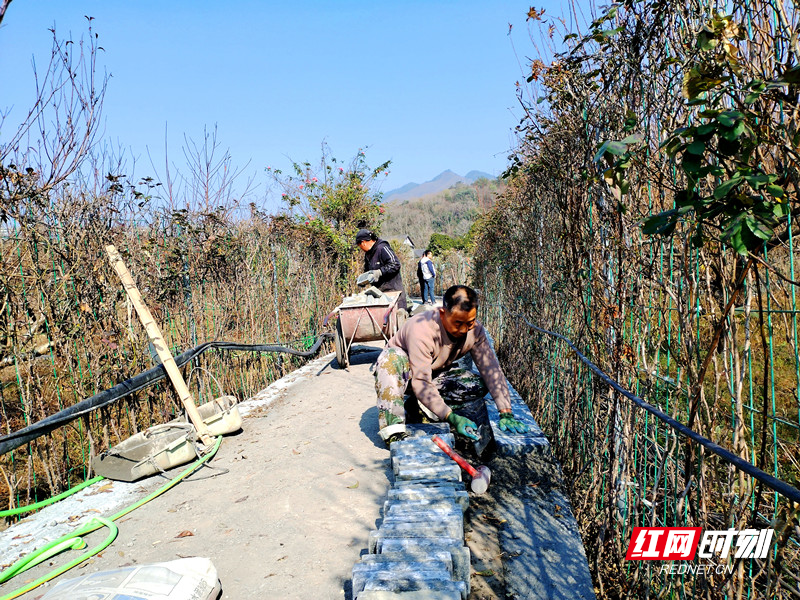 沙洲村采摘体验果园提质改造项目_副本_副本.jpg