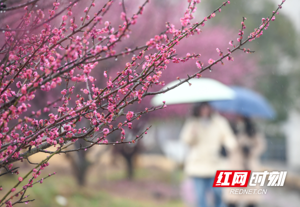 2025年2月15日， 在湖南省永州市道县梅花镇梅花中学校园内，人们在赏花。 (12).jpg