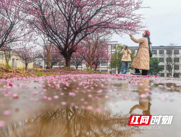 2025年2月15日， 在湖南省永州市道县梅花镇梅花中学校园内，人们在赏花拍照。 (1).jpg