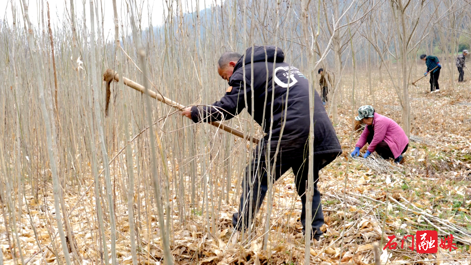 人勤春来早 无患子种苗移栽正当时1.png 人勤春来早 无患子种苗移栽正当时1.png