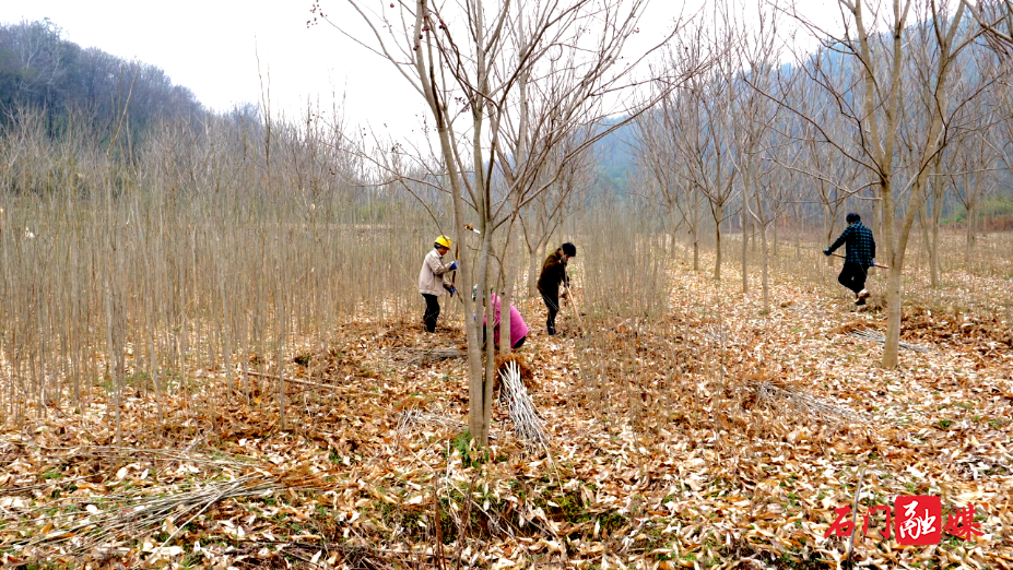 人勤春来早 无患子种苗移栽正当时3.png 人勤春来早 无患子种苗移栽正当时3.png