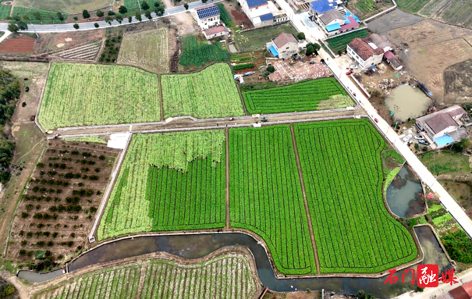 冬闲田长出“增收菜”1.png