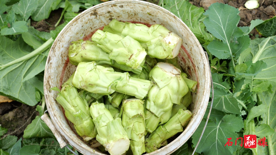 冬闲田长出“增收菜”7.png