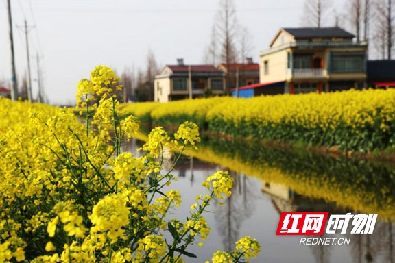 大通湖区金盆镇：油菜花海织就生态富民双景道